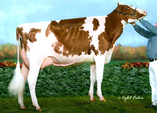 Sildahl Amazing-Red EX 91