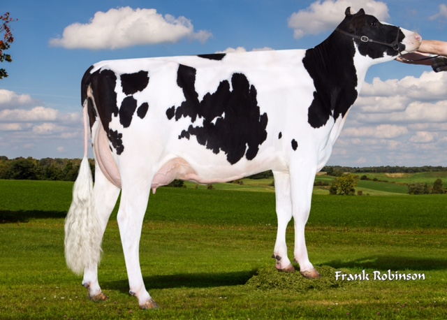 Sildahl Dickey Biker EX 90