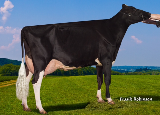 Sildahl G Blond Bombshell VG 88