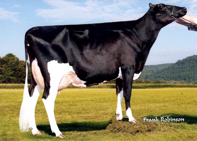 Sildahl Goldwyn Maddie EX 91