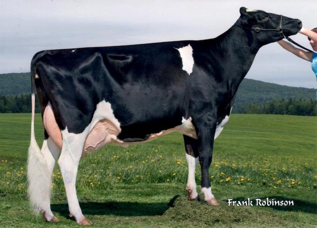 Sildahl Goldwyn Maui EX 93